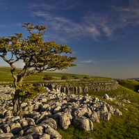 Buy canvas prints of Conistone Tree by Chris Walker