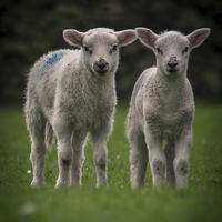 Buy canvas prints of Spring Lambs by Chris Walker