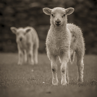 Buy canvas prints of Spring Lambs by Chris Walker