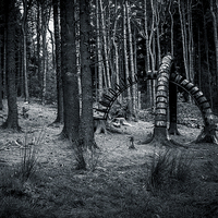 Buy canvas prints of  Strange thing in the Woods by Chris Walker