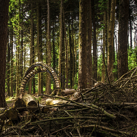 Buy canvas prints of Strange thing in the Woods, Lancashire by Chris Walker