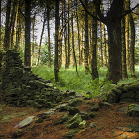 Buy canvas prints of  Fairytale Forest by Chris Walker