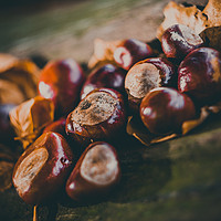 Buy canvas prints of Conkers on a log by Chris Walker