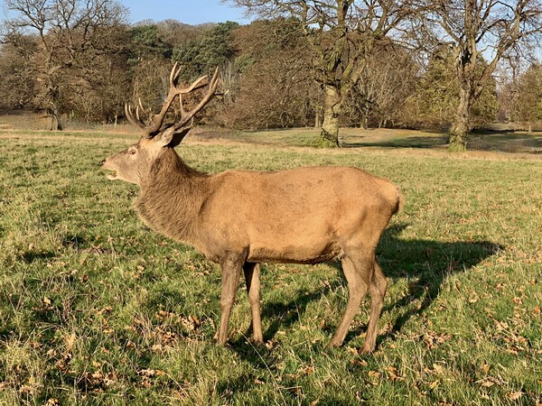 A deer standing in a grassy field Picture Board by Leonard Hall