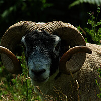 Buy canvas prints of Ram looking at you by Leonard Hall