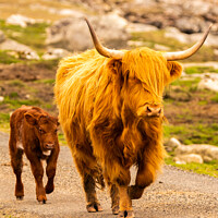 Buy canvas prints of Scottish Highland Cow with its calf in the Isle of Harris, Outer Hebrides  by Dan Webster