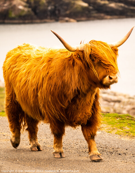 Beautiful Highland Cow - Isle of Harris, Outer Hebrides, Scotland  Picture Board by Dan Webster