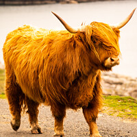 Buy canvas prints of Beautiful Highland Cow - Isle of Harris, Outer Hebrides, Scotland  by Dan Webster