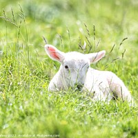 Buy canvas prints of It's a lambs life  by Mark Harvey