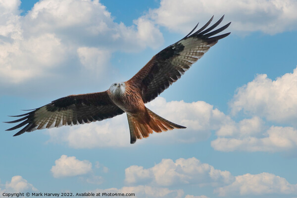 Silent flybye of a Red kite  Picture Board by Mark Harvey