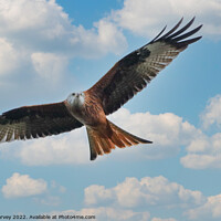 Buy canvas prints of Silent flybye of a Red kite  by Mark Harvey