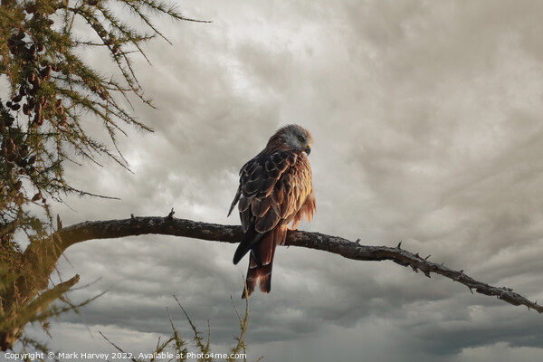 Red Kite  Picture Board by Mark Harvey