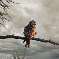 Buy canvas prints of Red Kite  by Mark Harvey
