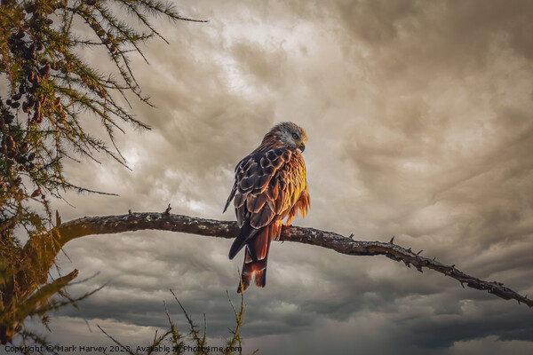 Red kite Picture Board by Mark Harvey