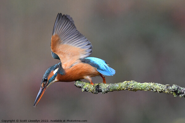 Kingfisher Picture Board by Scott Llewellyn