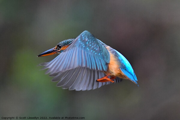 Kingfisher in Flight Picture Board by Scott Llewellyn
