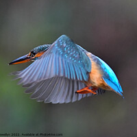 Buy canvas prints of Kingfisher in Flight by Scott Llewellyn