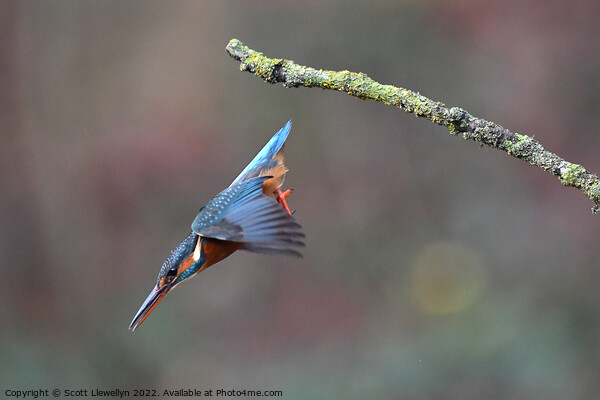 A kingfisher inflight  Picture Board by Scott Llewellyn
