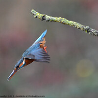 Buy canvas prints of A kingfisher inflight  by Scott Llewellyn