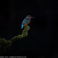 Buy canvas prints of Kingfisher on Perch  by Scott Llewellyn