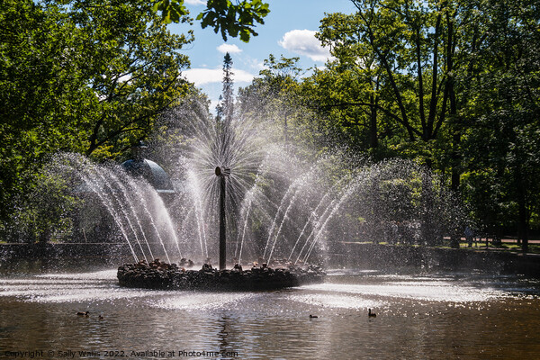 Fountain in Peterhof, St Petersburg Picture Board by Sally Wallis