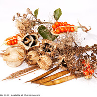 Buy canvas prints of Autumn Seed Collection by Sally Wallis