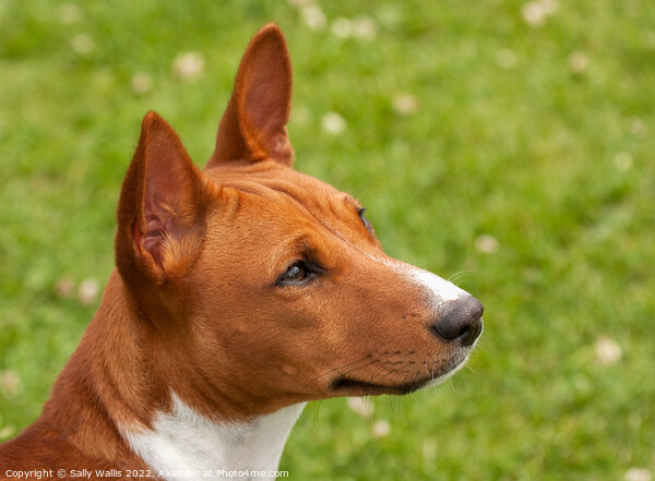 Portrait of a Basenji puppy Picture Board by Sally Wallis