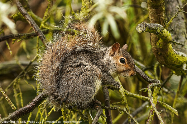 A squirrel on a branch Picture Board by Sally Wallis