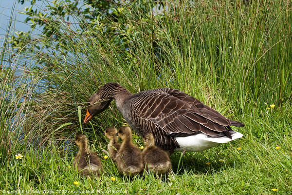 Greylag Goose Ushering Goslings to Water Picture Board by Sally Wallis