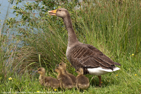Greylag Goose with Goslings Picture Board by Sally Wallis
