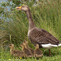 Buy canvas prints of Greylag Goose with Goslings by Sally Wallis