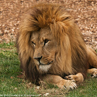 Buy canvas prints of Lion Resting  by Sally Wallis
