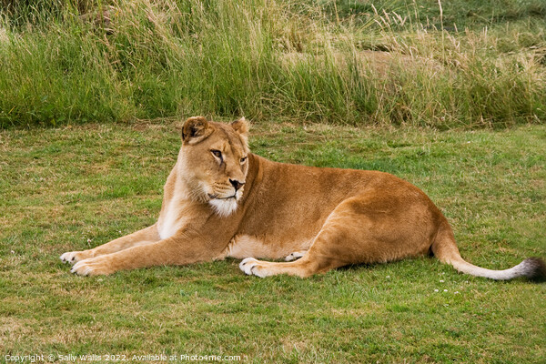Lioness Resting on grass Picture Board by Sally Wallis