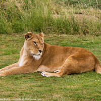 Buy canvas prints of Lioness Resting on grass by Sally Wallis