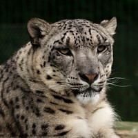 Buy canvas prints of Snow Leopard or Ounce by Sally Wallis