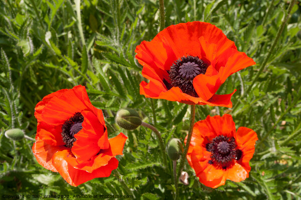Three Red Field Poppies Picture Board by Sally Wallis