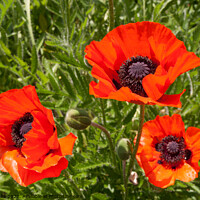 Buy canvas prints of Three Red Field Poppies by Sally Wallis