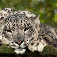 Buy canvas prints of Drowsy Snow Leopard by Sally Wallis