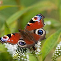 Buy canvas prints of Peacock Butterfly by Sally Wallis