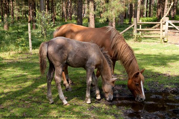New Forest Ponies drinking Picture Board by Sally Wallis