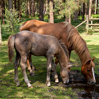 Buy canvas prints of New Forest Ponies drinking by Sally Wallis