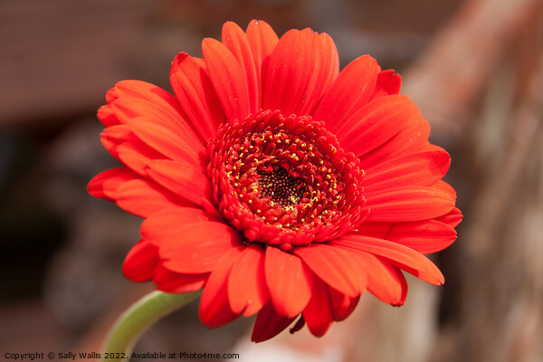 Bright Red Gerbera Picture Board by Sally Wallis