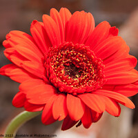 Buy canvas prints of Bright Red Gerbera by Sally Wallis