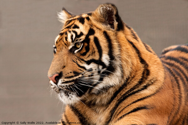 Sumatran Tiger Portrait Picture Board by Sally Wallis