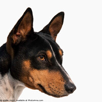 Buy canvas prints of Tricolour Basenji Portrait, isolated by Sally Wallis