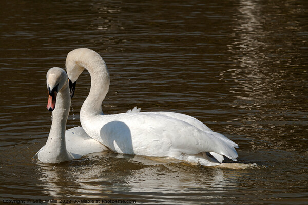 Swans Courting Picture Board by Sally Wallis