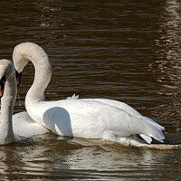 Buy canvas prints of Swans Courting by Sally Wallis