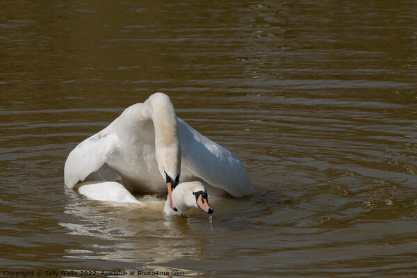 Swans mating Picture Board by Sally Wallis
