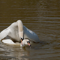 Buy canvas prints of Swans mating by Sally Wallis