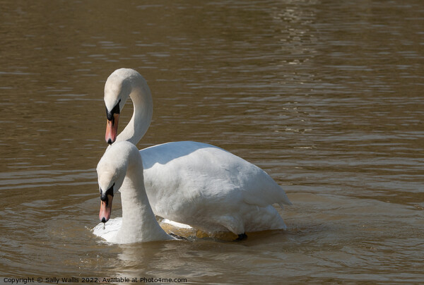 Swan Courtship Progressing Picture Board by Sally Wallis